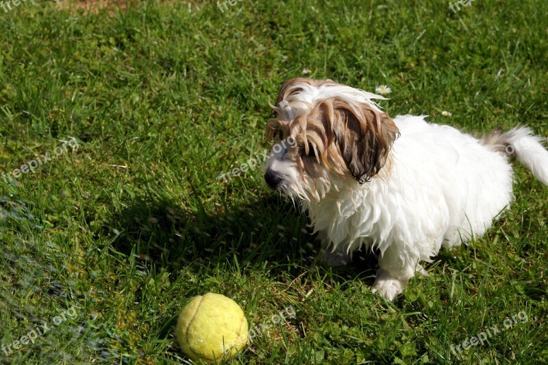 Dog Water Summer Ball Tennis Ball