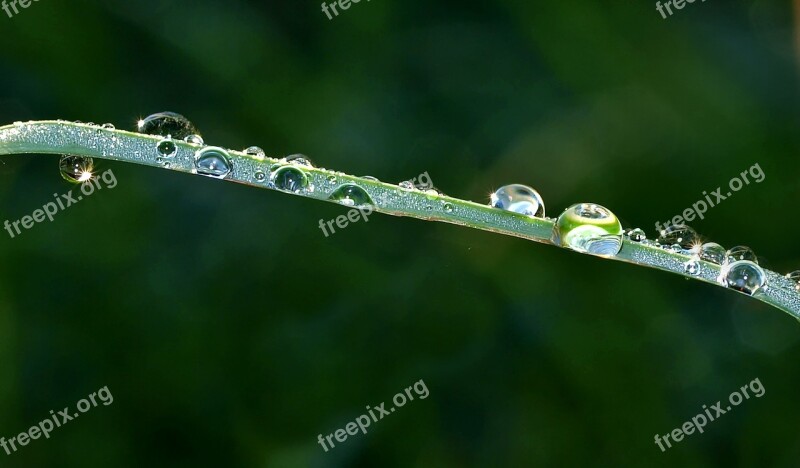 Drop Of Water Raindrop Nature Water Rain