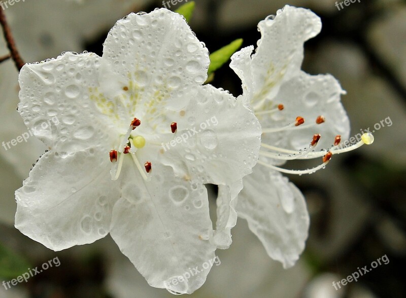 Rhododendron Plant Nature Spring Close Up