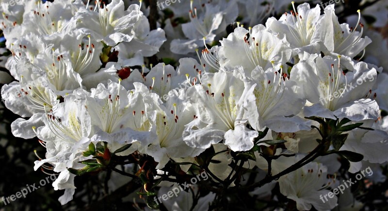 Rhododendron Flowers White White Blossom Spring