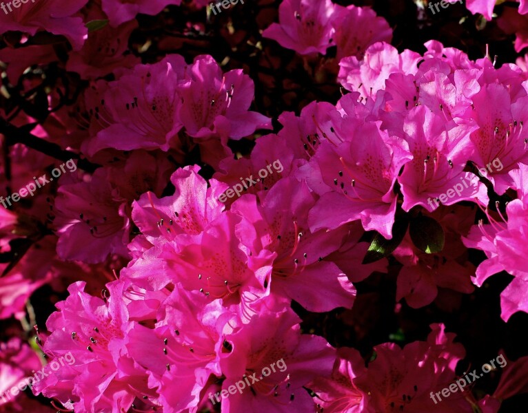 Rhododendron Flower Red Pink Nature