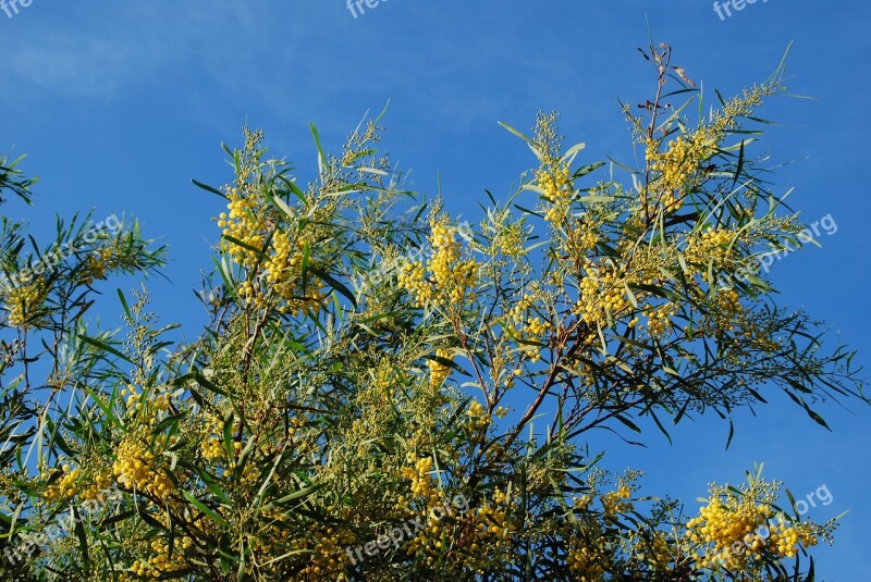 Broom Yellow Gorse Blossom Sky Plant