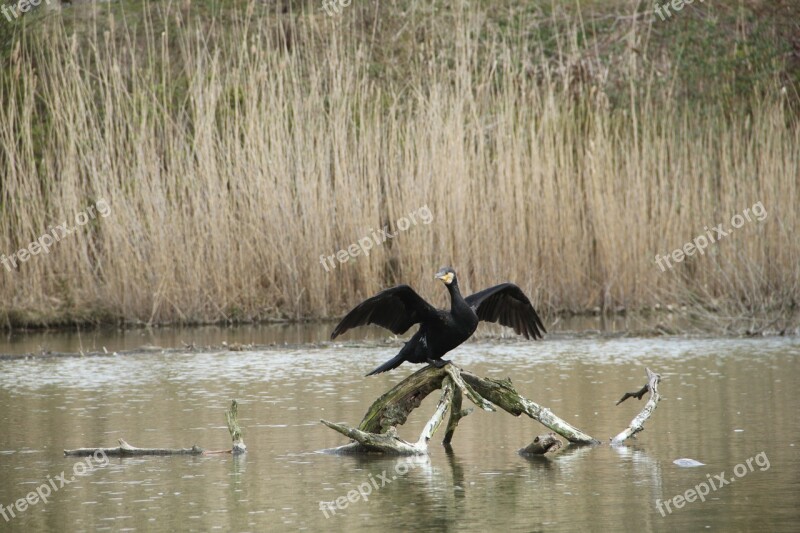 Bird Wing Animal Cormorant Water