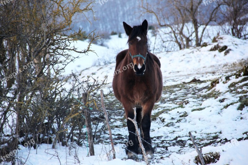 Horse Riding Snow Winter Riding School