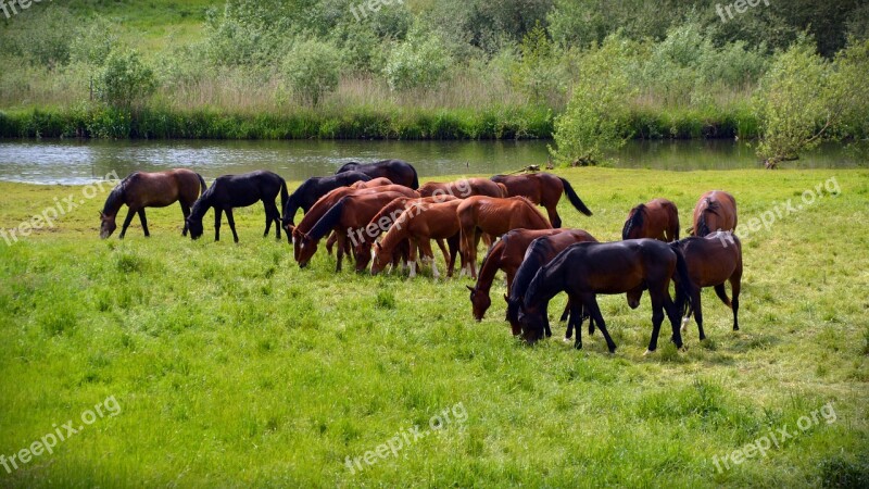 Horses Flock Coupling Ride Animals