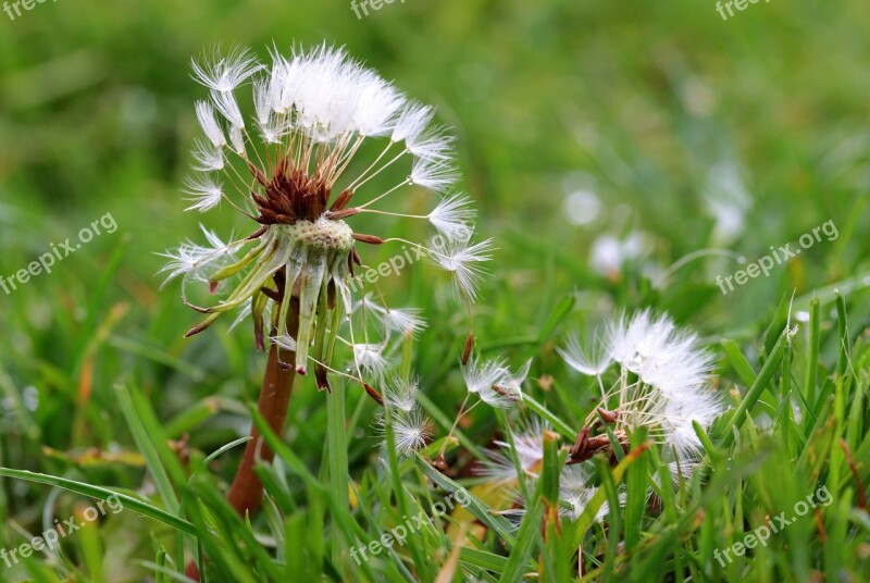 Dandelion Flying Seeds Seeds Pointed Flower Faded