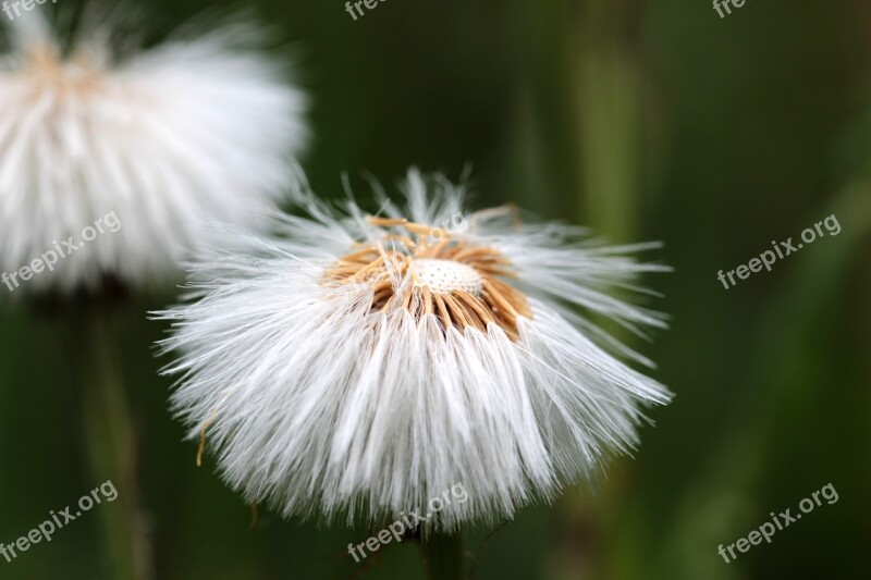 Tussilago Farfara Dandelion Seeds Flying Seeds Flourished From