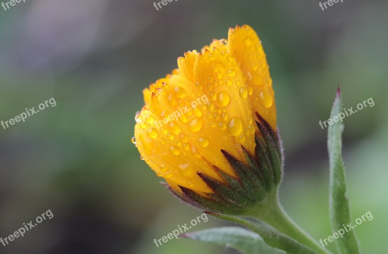 Marigold Calendula Officinalis Gardening Composites Asteraceae