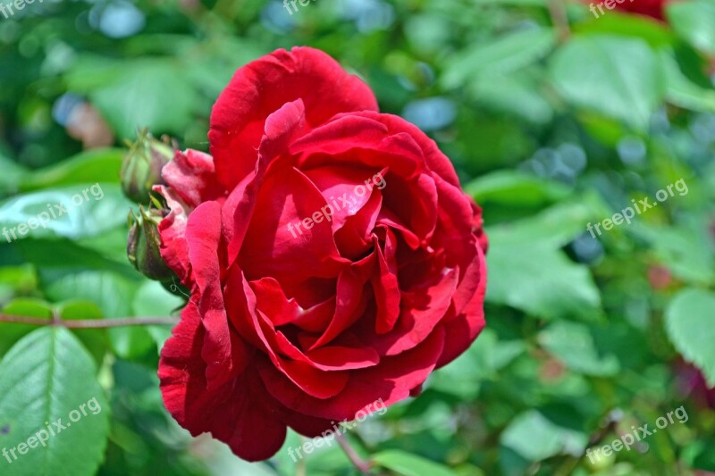 Rose Red Flower Petals Red Rose