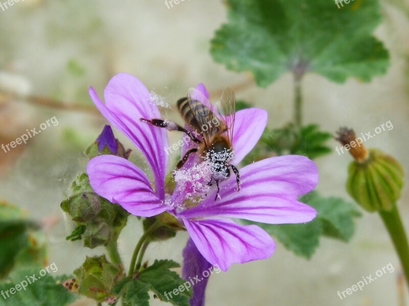 Bee Pollen Pollinate Libar Mallow