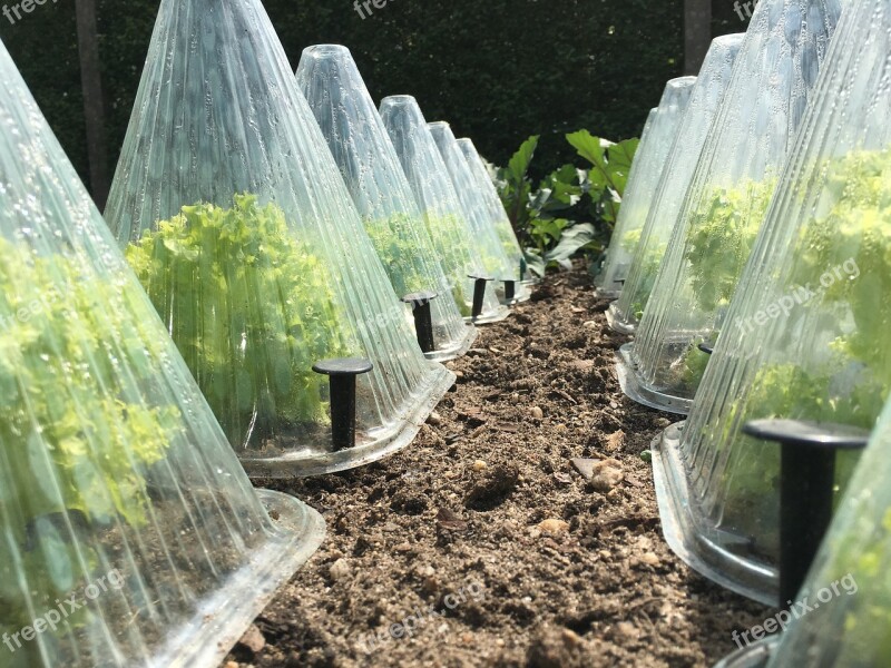 Endive Salad Lettuce Frost Hütchen Garden