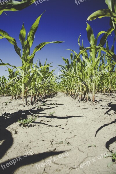 Corn Field Agriculture Cornfield Harvest