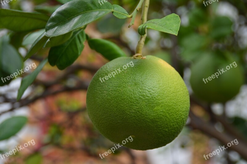 Lime Citrus Fruit Citrus Fresh Food