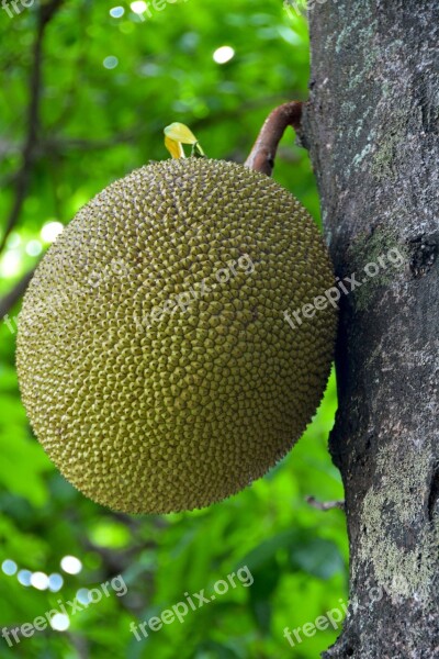 Jack Fruit Thailand Fruit Tropical Jakfruit