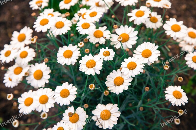 Daisies Daisy Flower Summer Floral