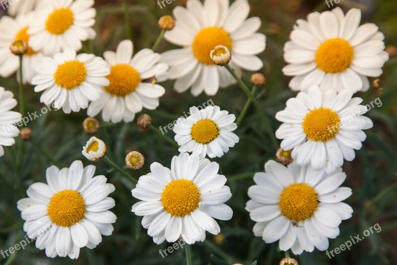 Daisies Filtered Daisy Flower Summer