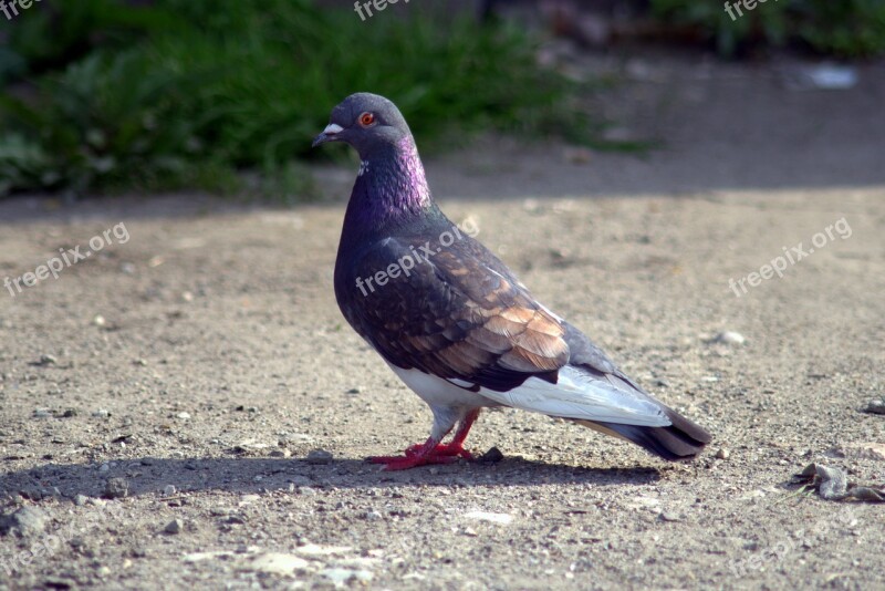 Dove Bird Pigeons Pen Animals