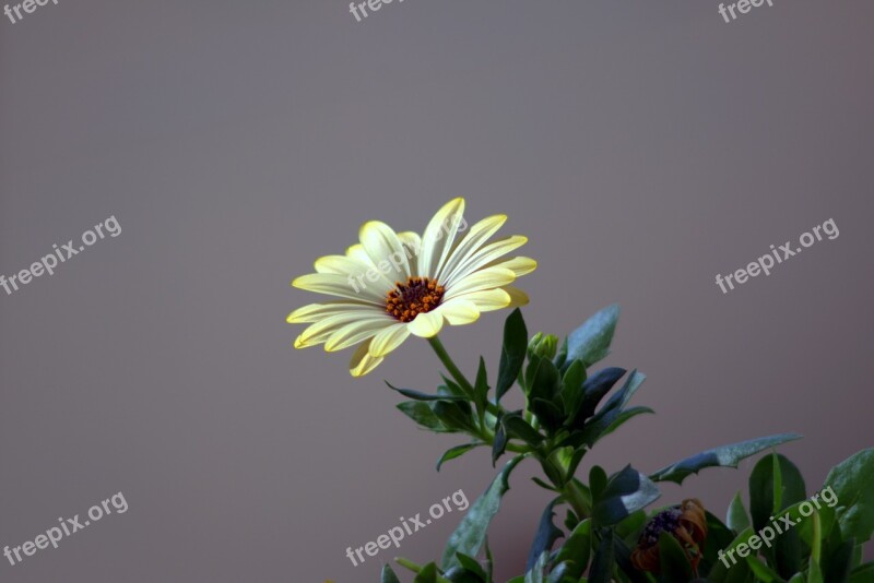 Flower The Petals Aster Nature Plants