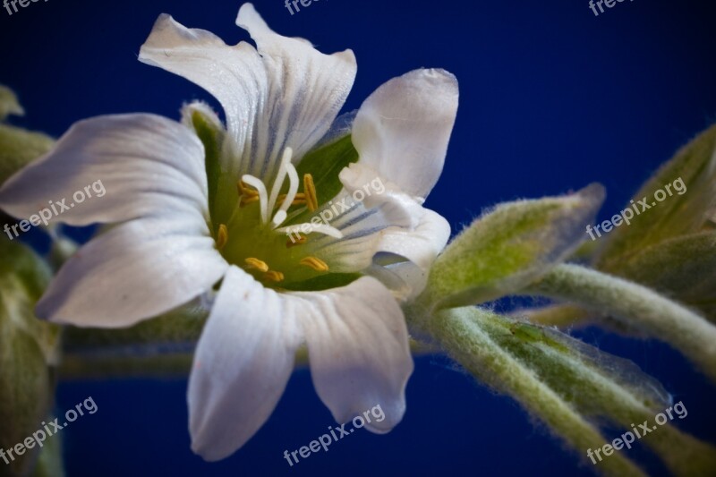 Cerastium Tomentosum Small Flowers White Bloom Flower