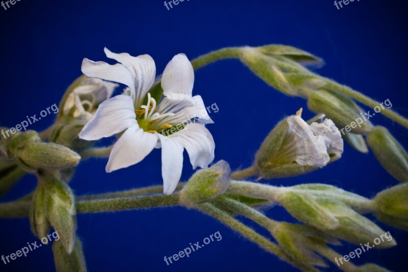 Cerastium Tomentosum Small Flowers White Bloom Flower