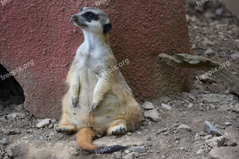 Meerkat Animals Zoo Nature Free Photos