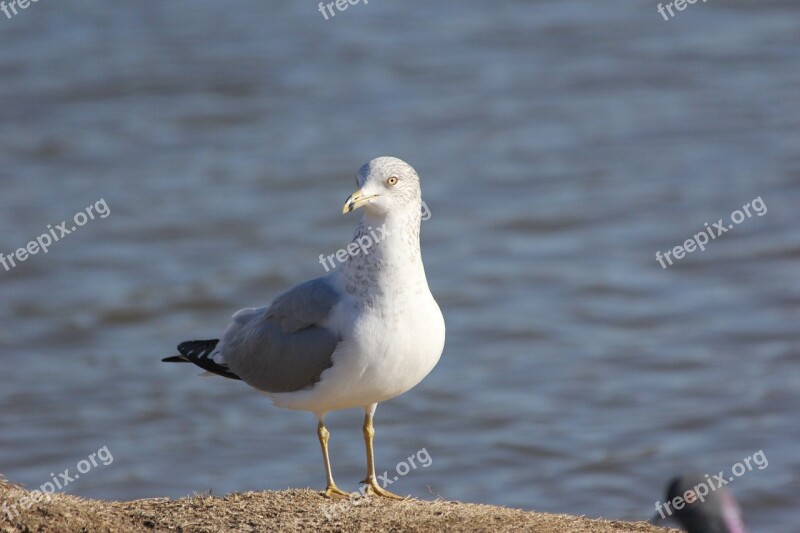 Seagull Bird Gull Feather Coast