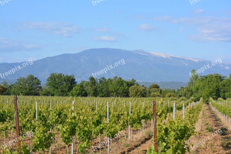 Vineyard Landscape View Nature Mont Ventoux