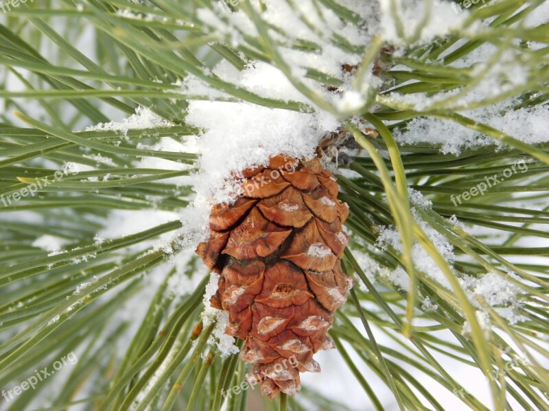 Pine Cone Pine Needle Pine Cone Tree