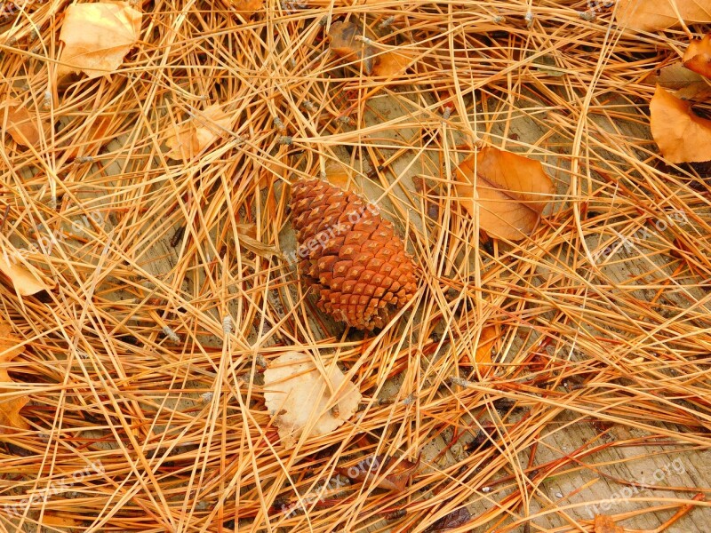 Pine Cone Fall Pine Needles Autumn Pine