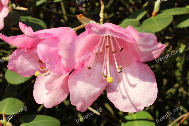 Rhododendron Blossom Bloom Bush Flowers