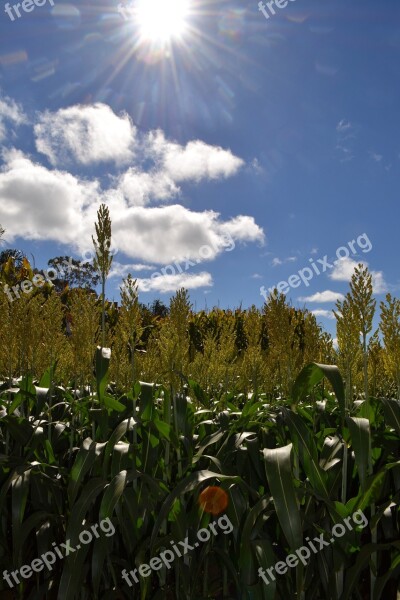 Corn Sol Sky Flower Harvest