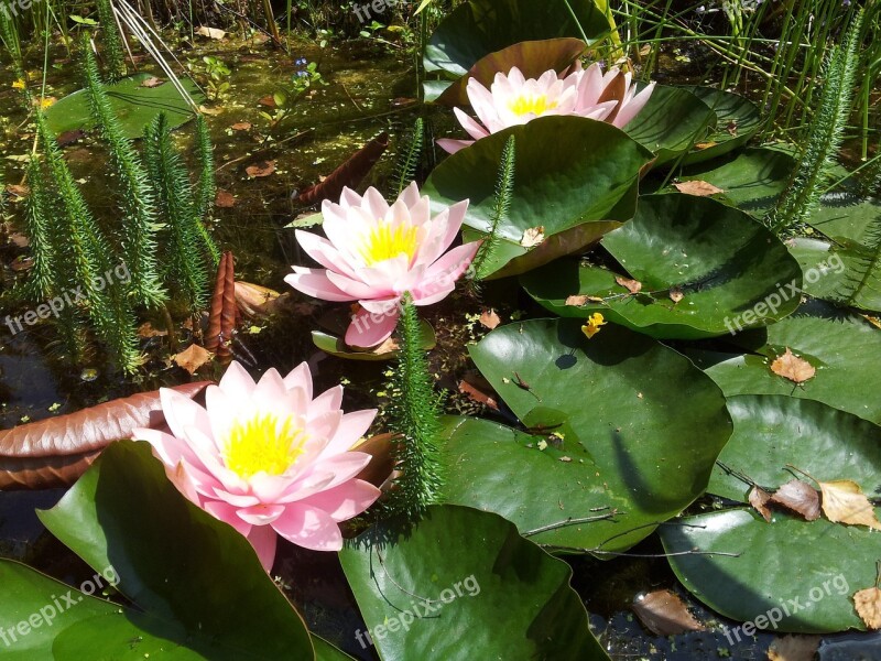 Water Lily Pink Blossom Bloom Pond