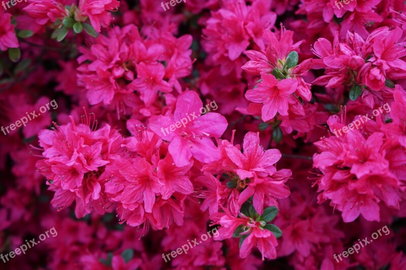 Azalea Spring Flowers Nature Pink Flower