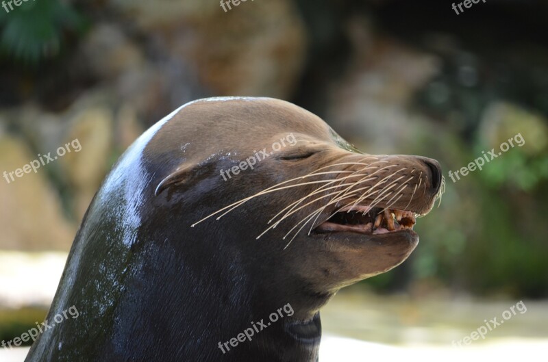 Sea ​​lion Happy Wildlife Sea-lions Florida