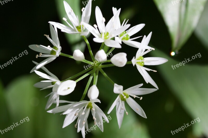 Bear's Garlic Allium Ursinum Inflorescence Forest Wild Vegetables