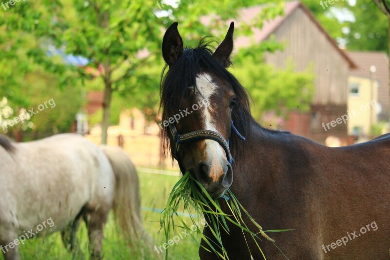 Horse Yearling Brown Mold Horse Head Thoroughbred Arabian