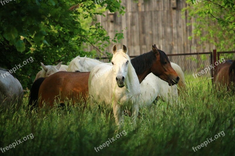 Horse Flock Mold Brown Brown Mold