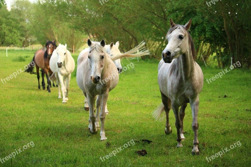 Horse Mold Flock Thoroughbred Arabian Pasture