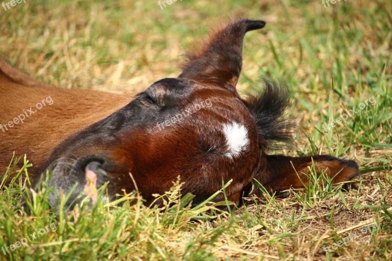 Foal Horse Suckling Thoroughbred Arabian Brown Mold