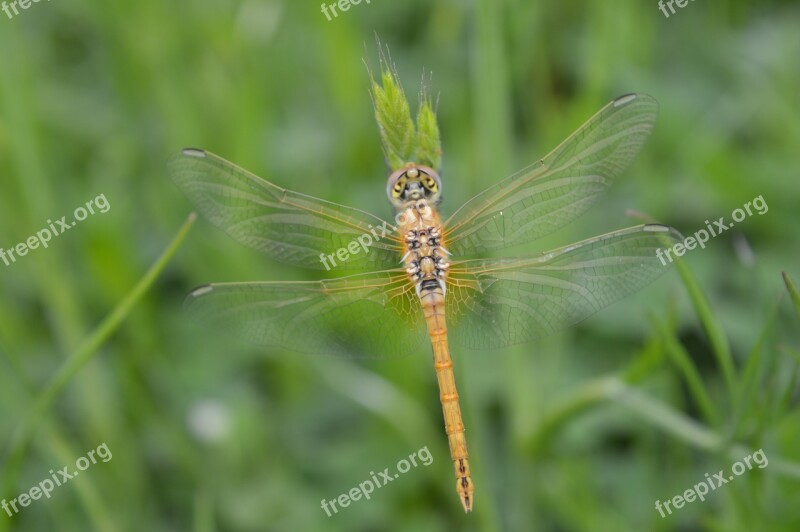 Dragonfly Yellow Closeup Free Photos