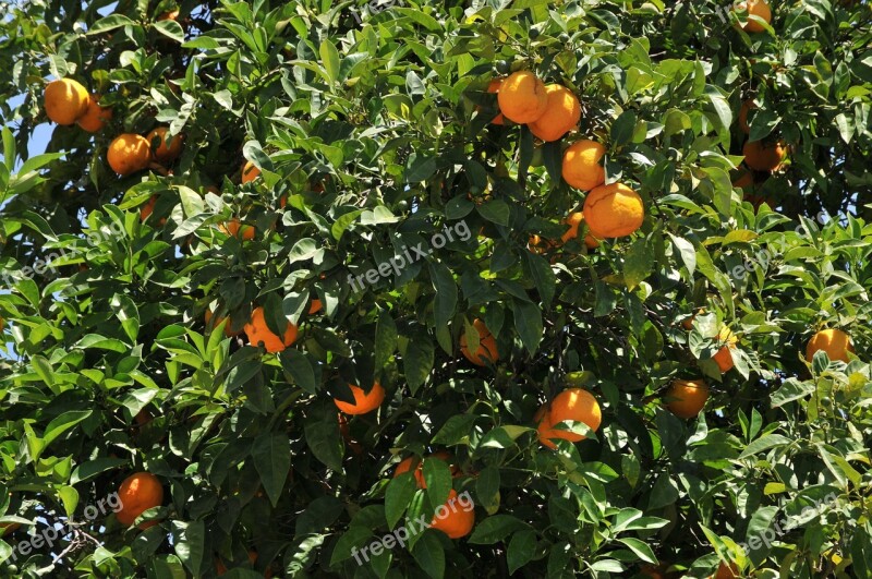 Oranges Tree Foliage Free Photos