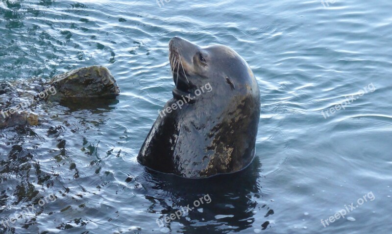 Sea ​​lion Nature Animals Mammals Morro Bay