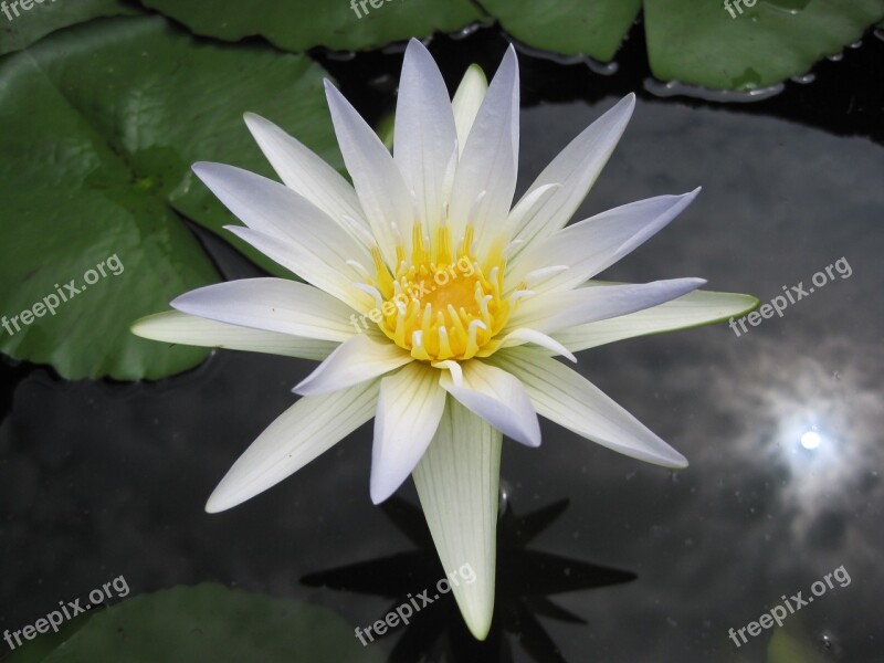 White Lotus Pond Flower Free Photos