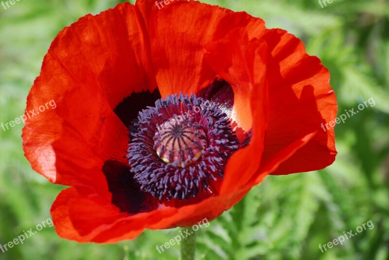 Poppy Flower Red Poppy Poppy Flower Free Photos