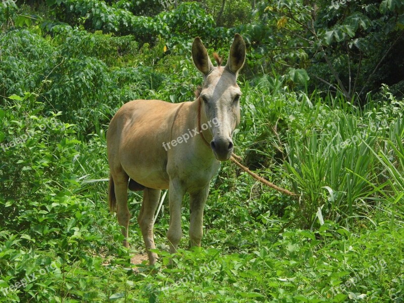 Landscape Animal Ass Nature Field