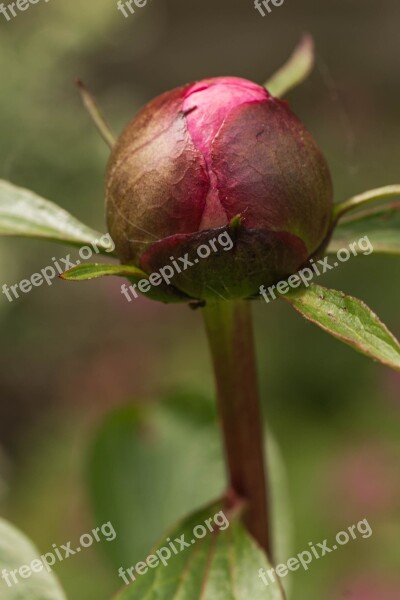 Flower Button Nature Bloom Garden