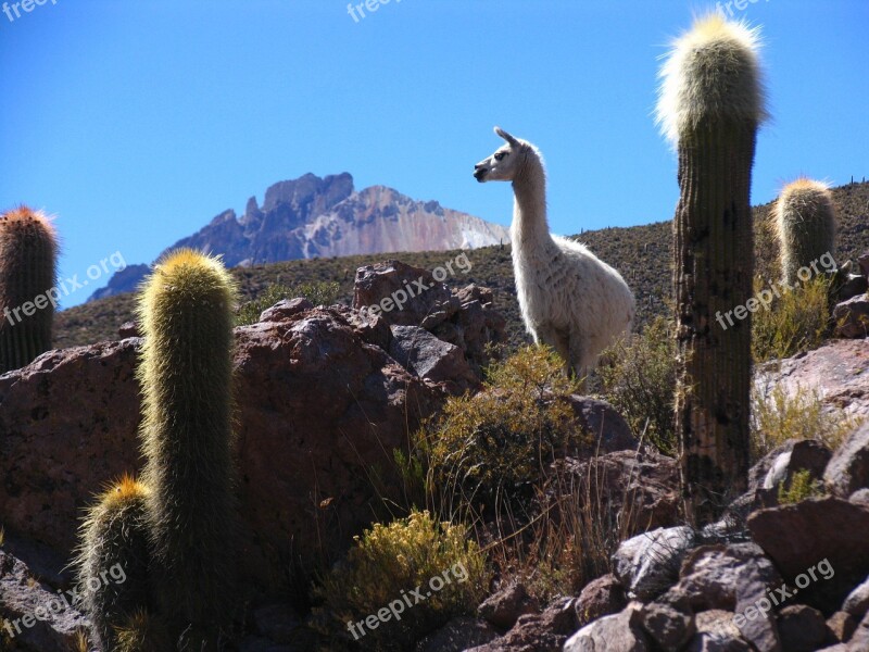 Flame Bolivia Cactus Mountain Landscape