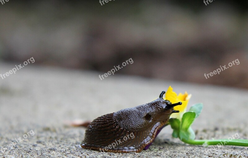 Snail Slug Mollusk Slowly Crawl