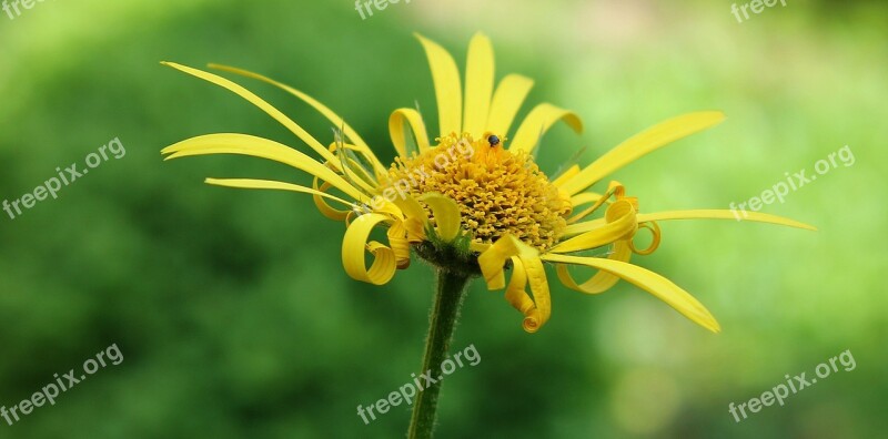 Magerite Flower Nature Yellow Flower Yellow Marguerites