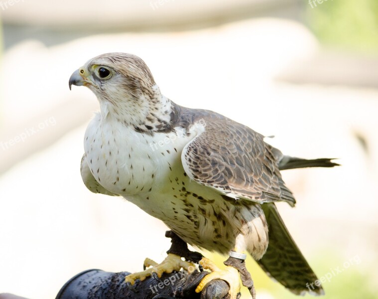 Kestrel Falcon Falconry Bird Of Prey Bird